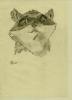 RaccoonDron's picture